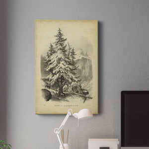 The Spruce - Canvas Art Print