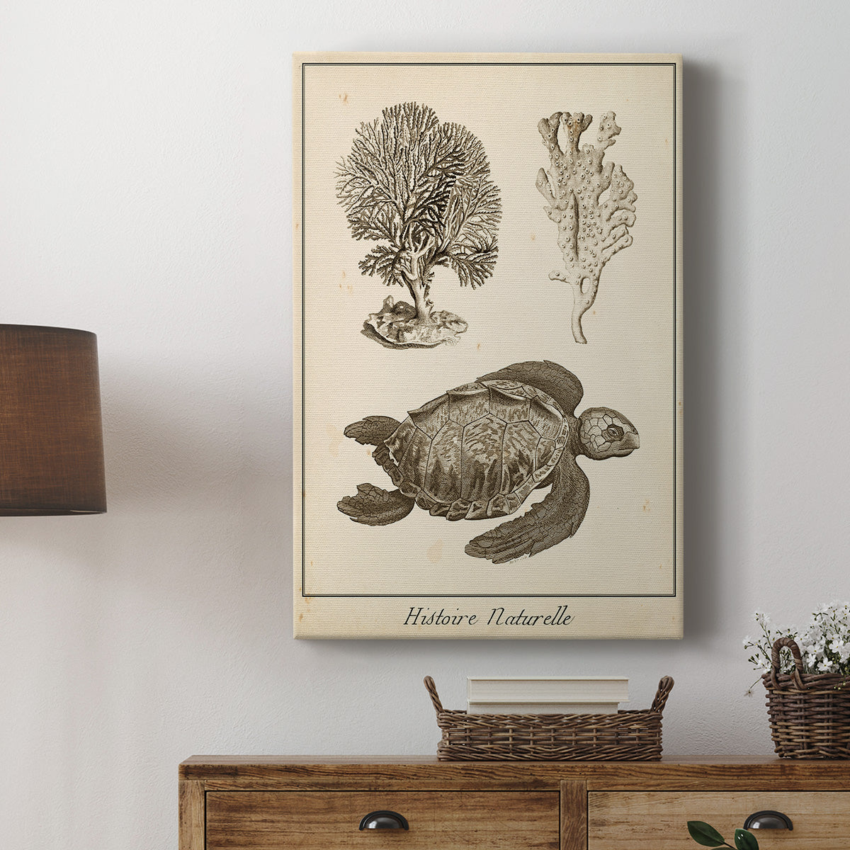 Sea Turtle Study I Premium Gallery Wrapped Canvas - Ready to Hang
