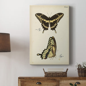 Butterfly Profile I - Canvas Art Print