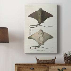 Antique Rays IV Premium Gallery Wrapped Canvas - Ready to Hang