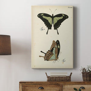 Butterfly Profile III - Canvas Art Print