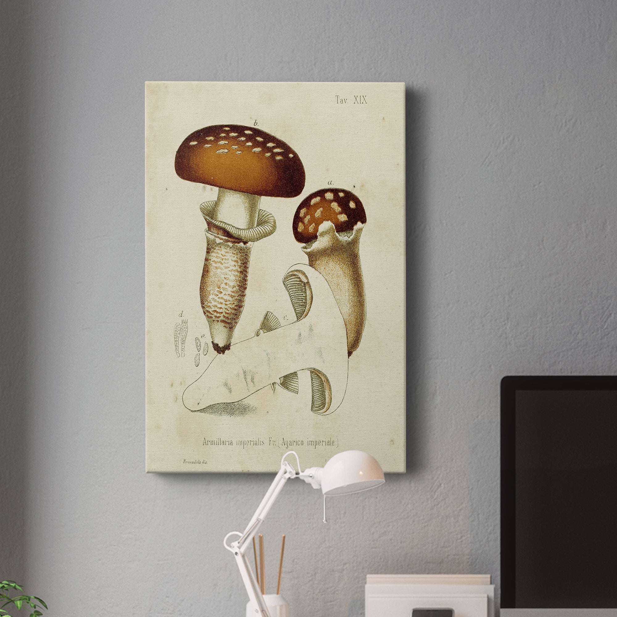 Mushroom Varieties III Premium Gallery Wrapped Canvas - Ready to Hang