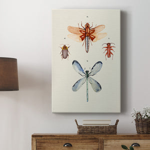Insect Varieties IV - Canvas Art Print