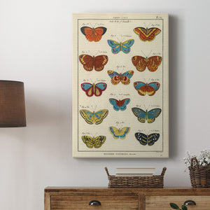 Histoire Naturelle Butterflies I - Canvas Art Print