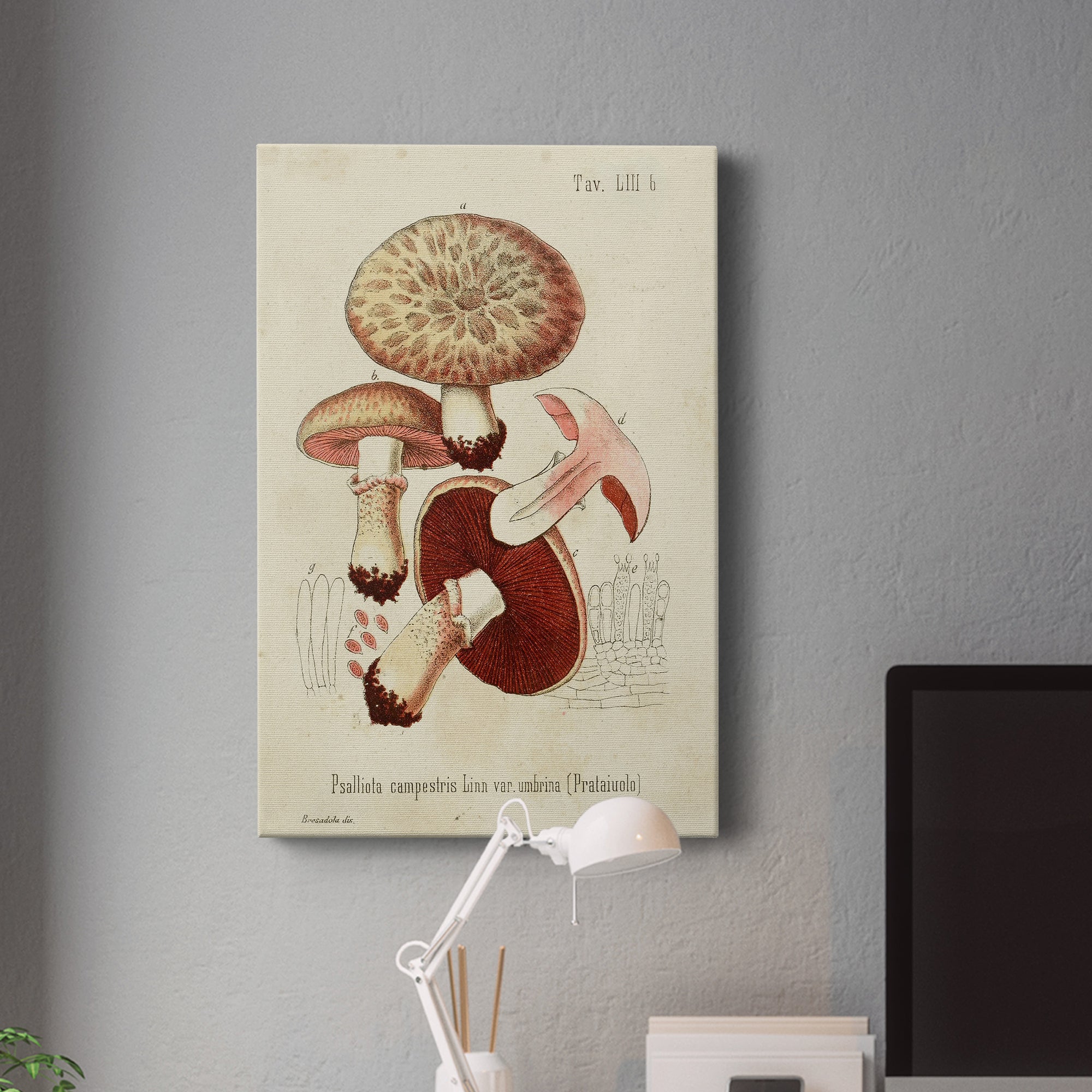 Mushroom Varieties II Premium Gallery Wrapped Canvas - Ready to Hang