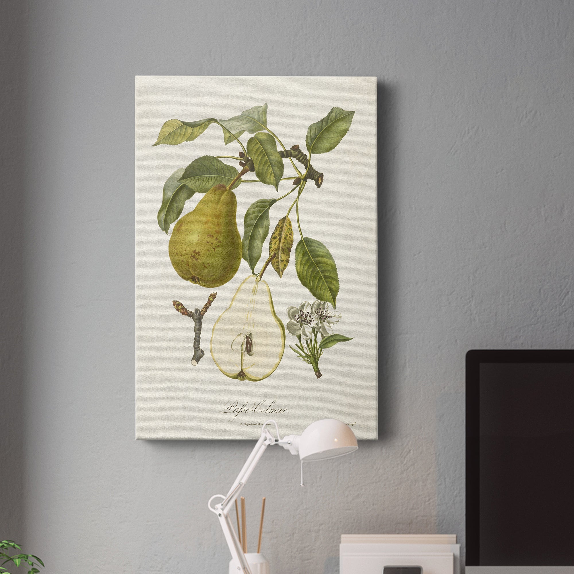 Vintage Pears II Premium Gallery Wrapped Canvas - Ready to Hang