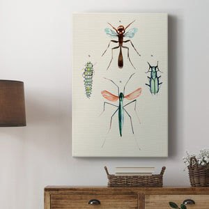 Insect Varieties III - Canvas Art Print