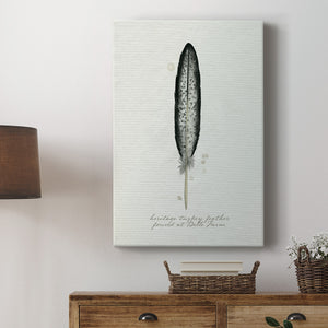 Found Feather II - Canvas Art Print