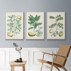 Buchoz Tropicals II - Framed Premium Gallery Wrapped Canvas L Frame 3 Piece Set - Ready to Hang
