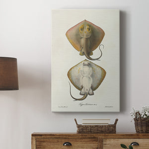 Antique Rays I Premium Gallery Wrapped Canvas - Ready to Hang