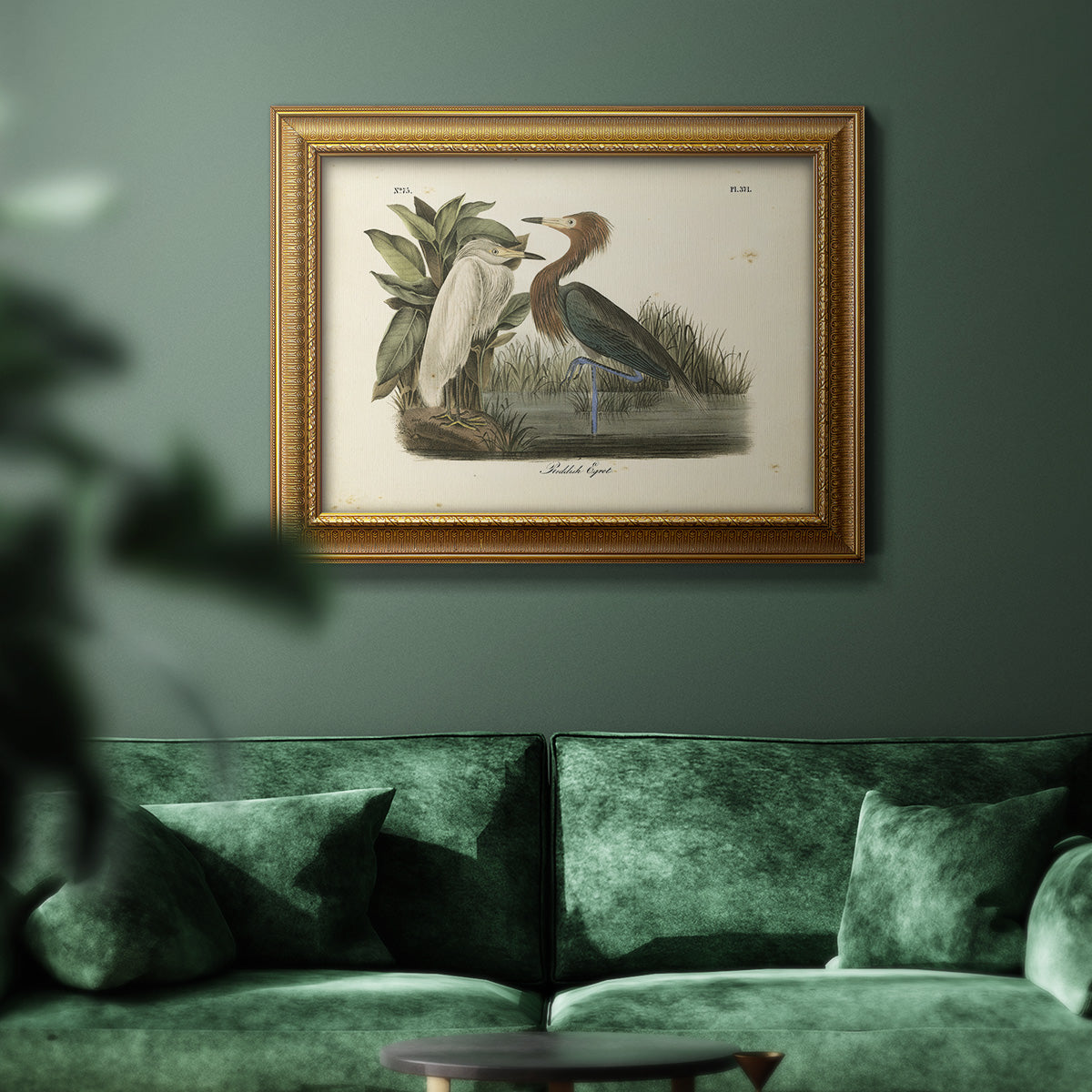 Audubons Reddish Egret Premium Framed Canvas- Ready to Hang