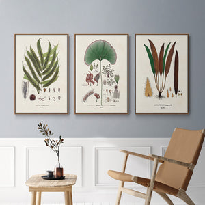 Botanical Society Ferns I - Framed Premium Gallery Wrapped Canvas L Frame 3 Piece Set - Ready to Hang