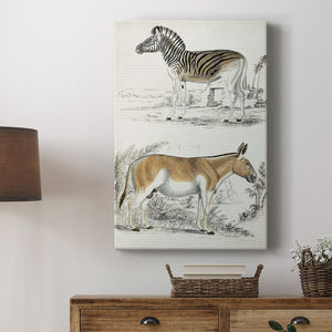 Journal of Natural History V - Canvas Art Print