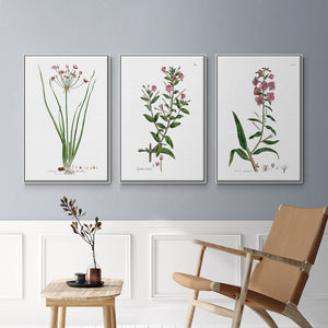Rose Botanical I - Framed Premium Gallery Wrapped Canvas L Frame 3 Piece Set - Ready to Hang