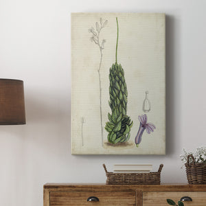 Antique Cactus IV Premium Gallery Wrapped Canvas - Ready to Hang