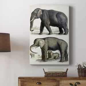 Journal of Natural History IV - Canvas Art Print