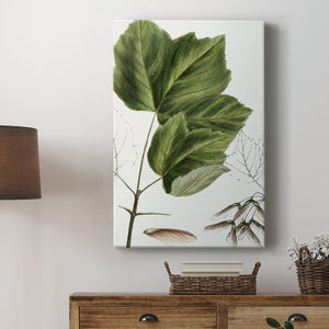 Drummond's Maple - Canvas Art Print