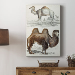 Journal of Natural History III - Canvas Art Print