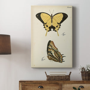 Butterfly Profile II - Canvas Art Print