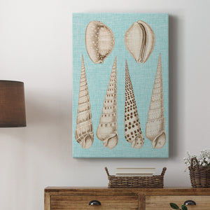 Sepia & Aqua Shells VI Premium Gallery Wrapped Canvas - Ready to Hang