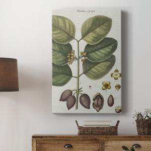 Exotic Botanique II - Canvas Art Print