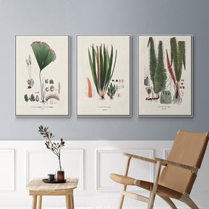 Botanical Society Ferns IV - Framed Premium Gallery Wrapped Canvas L Frame 3 Piece Set - Ready to Hang