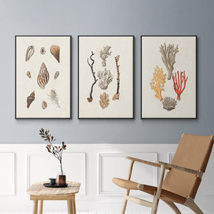 Knorr Shells & Coral IV - Framed Premium Gallery Wrapped Canvas L Frame 3 Piece Set - Ready to Hang