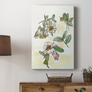 Camellia Study - Canvas Art Print