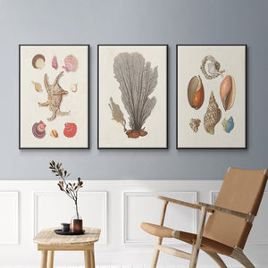 Knorr Shells & Coral I - Framed Premium Gallery Wrapped Canvas L Frame 3 Piece Set - Ready to Hang