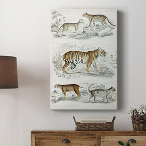 Journal of Natural History II - Canvas Art Print