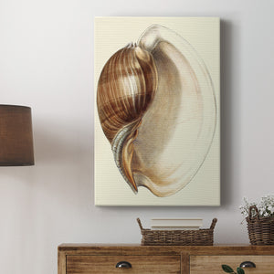 Splendid Shells III Premium Gallery Wrapped Canvas - Ready to Hang