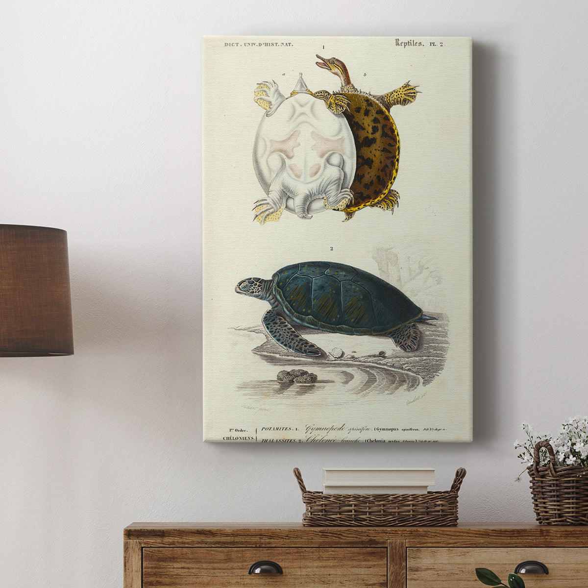 Antique Turtle Duo I Premium Gallery Wrapped Canvas - Ready to Hang