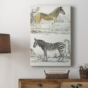 Journal of Natural History I - Canvas Art Print