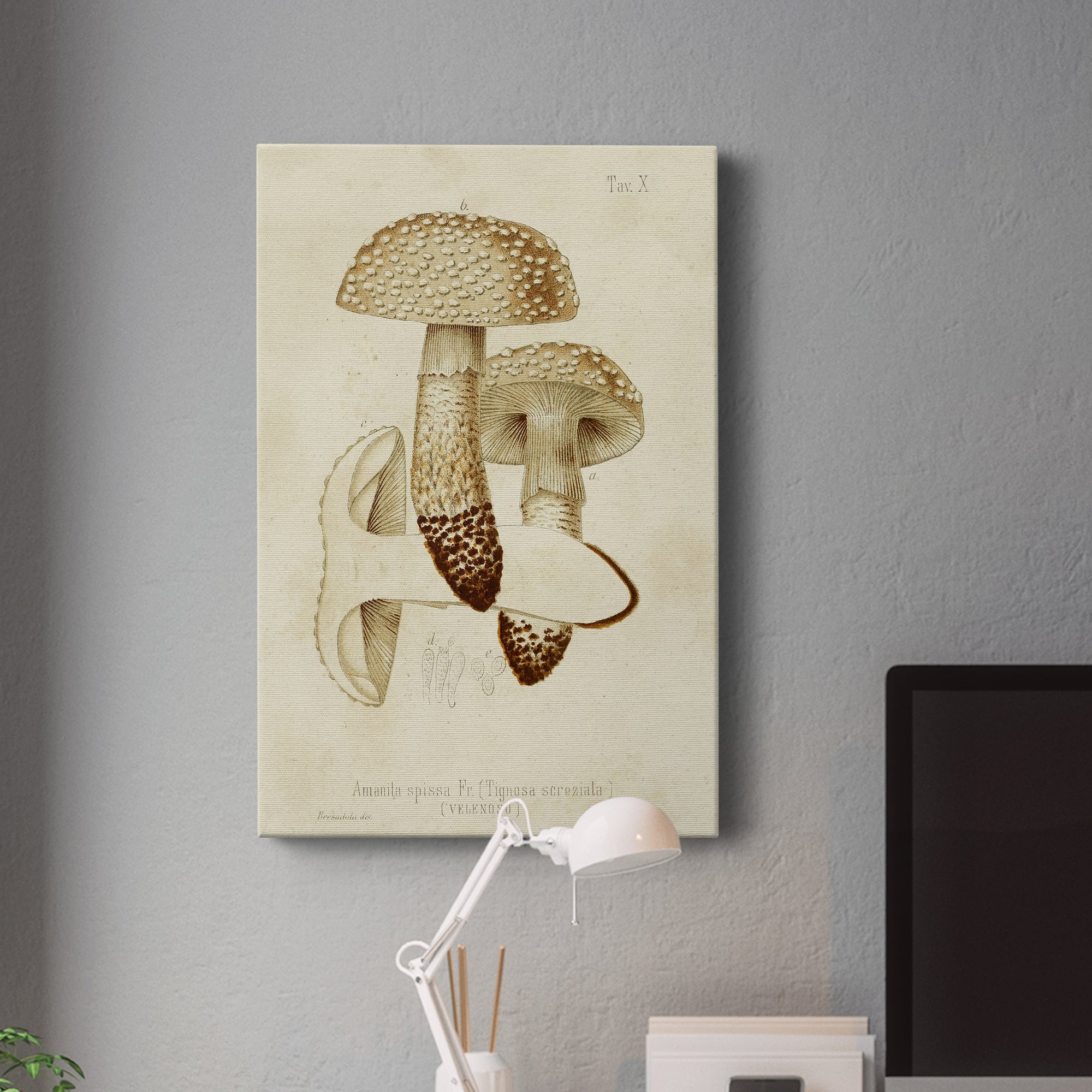 Mushroom Varieties VIII Premium Gallery Wrapped Canvas - Ready to Hang