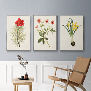 Flowers of the Seasons VI - Framed Premium Gallery Wrapped Canvas L Frame 3 Piece Set - Ready to Hang