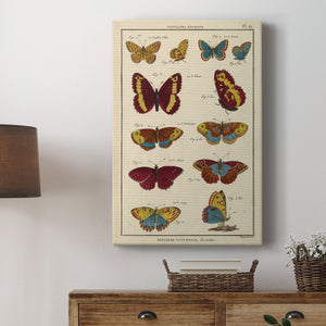 Histoire Naturelle Butterflies IV - Canvas Art Print