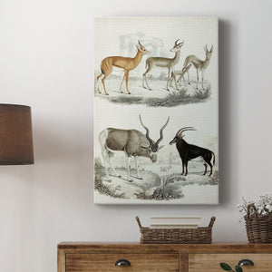 Journal of Natural History VIII - Canvas Art Print