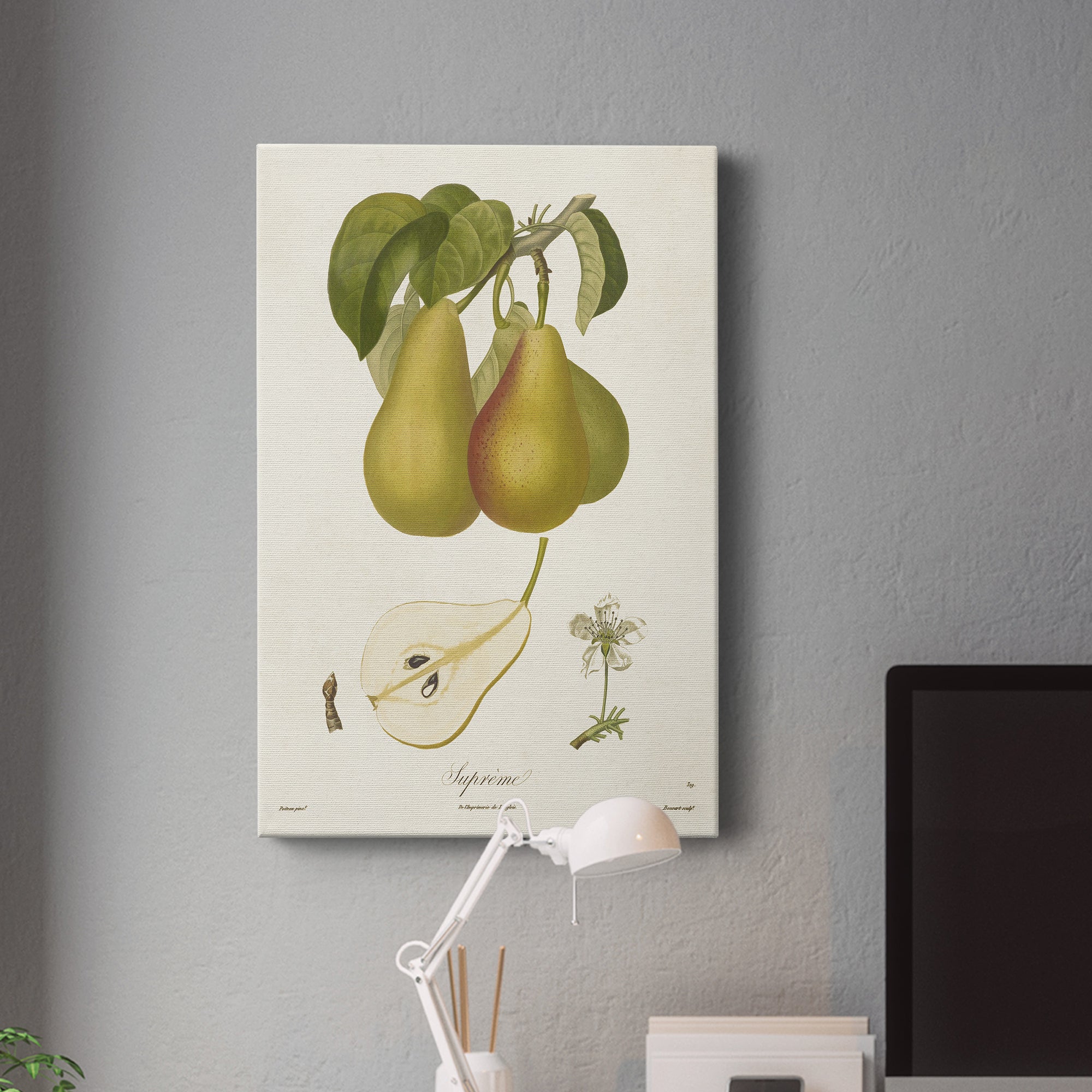 Vintage Pears V Premium Gallery Wrapped Canvas - Ready to Hang