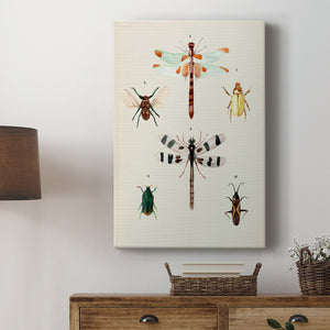 Insect Varieties II - Canvas Art Print