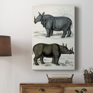 Journal of Natural History IX - Canvas Art Print