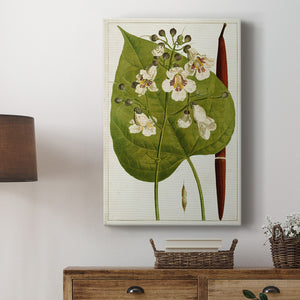 Antique Flowering Trees V Premium Gallery Wrapped Canvas - Ready to Hang