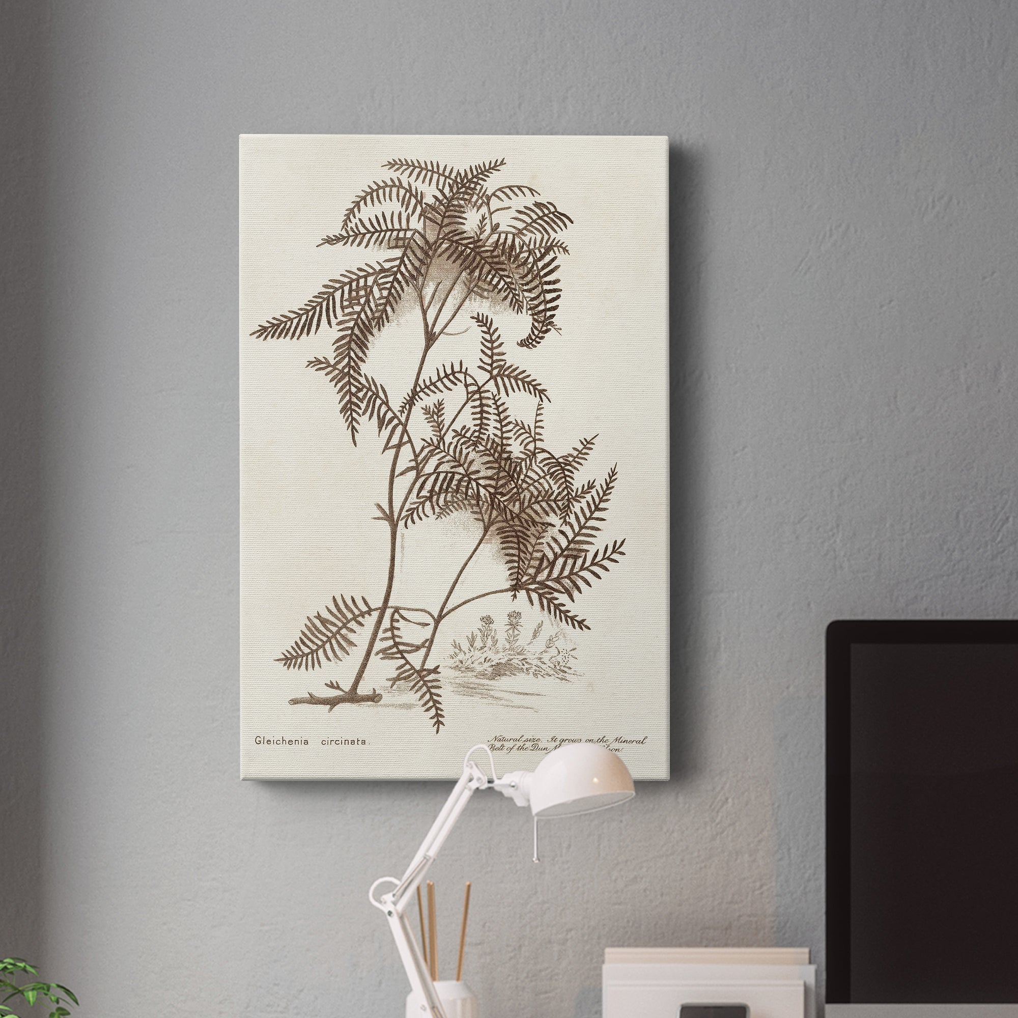 Sepia Fern Varieties III Premium Gallery Wrapped Canvas - Ready to Hang