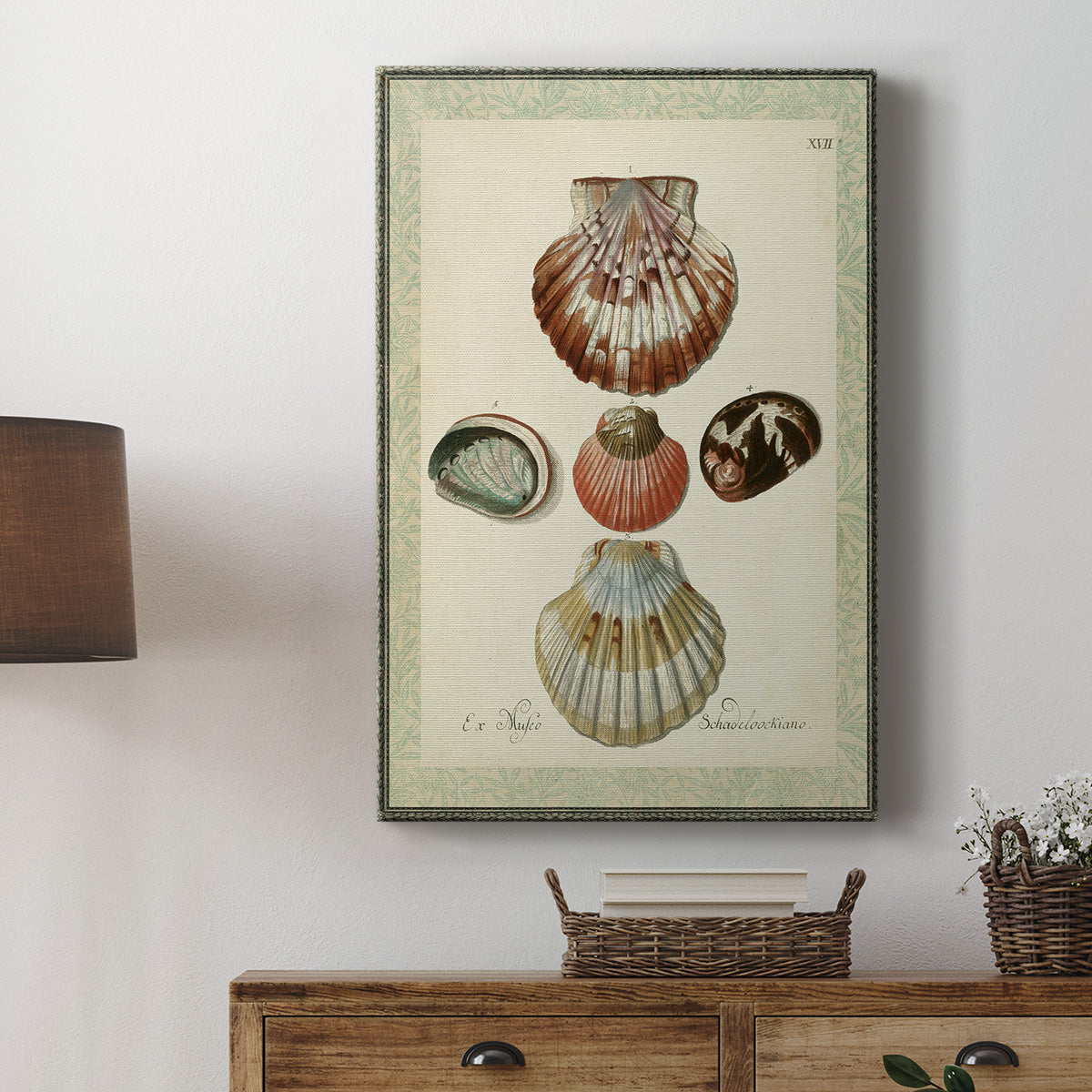 Bookplate Shells III Premium Gallery Wrapped Canvas - Ready to Hang