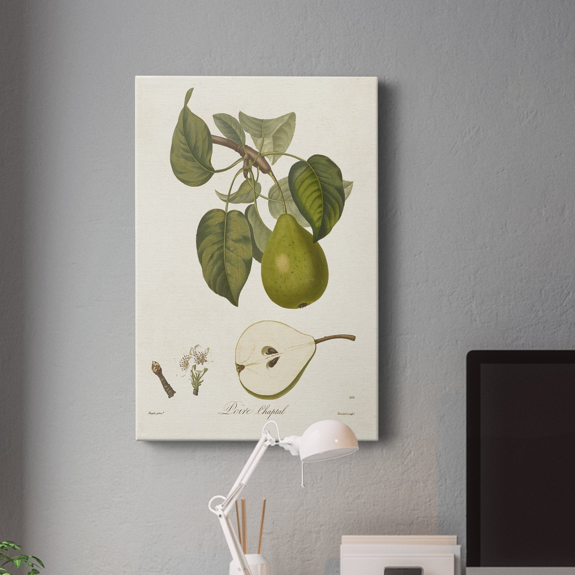 Vintage Pears VI Premium Gallery Wrapped Canvas - Ready to Hang