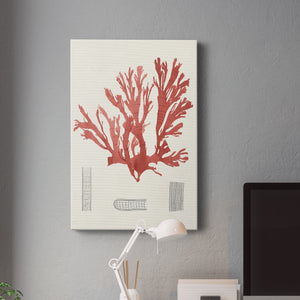 Vintage Coral Study IV Premium Gallery Wrapped Canvas - Ready to Hang