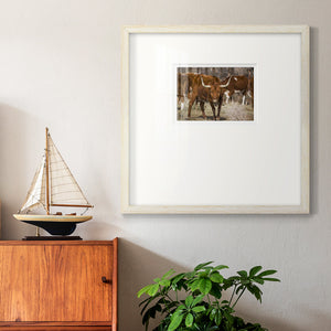 Longhorns- Premium Framed Print Double Matboard