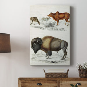 Journal of Natural History VII - Canvas Art Print