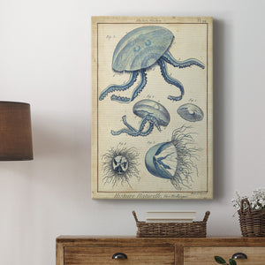 Lamarck Medusa II - Canvas Art Print