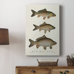 Species of Antique Fish I Premium Gallery Wrapped Canvas - Ready to Hang