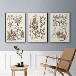 Sepia Botanical Journal VI - Framed Premium Gallery Wrapped Canvas L Frame 3 Piece Set - Ready to Hang